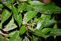 Psychotria costivenia