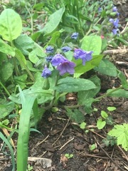 Pulmonaria saccharata