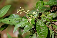 Psychotria costivenia