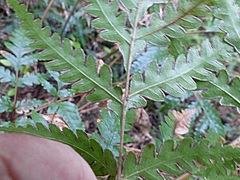 Pteris carsei
