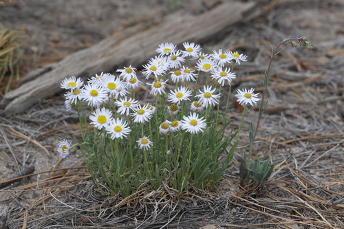 Image of Erigeron vetensis by no rights reserved