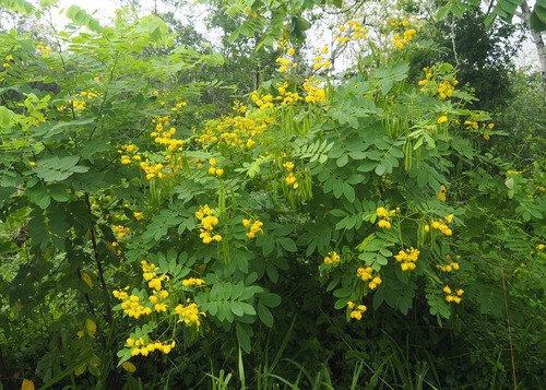 Senna pistaciifolia, photograph 6