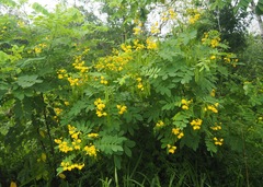 Senna pistaciifolia