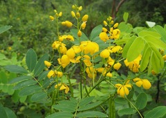 Senna pistaciifolia