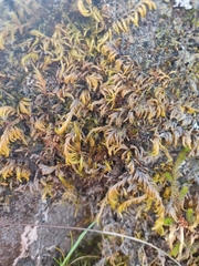 Homalothecium aureum