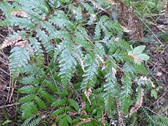 Pteris carsei