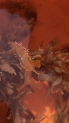 Scyllaea pelagica image