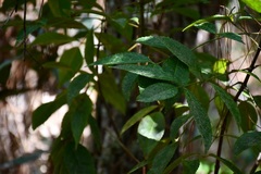 Turpinia tricornuta