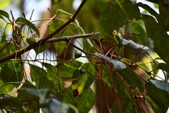 Turpinia tricornuta