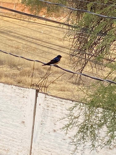 Barn Swallow