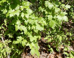 Toxicodendron radicans negundo