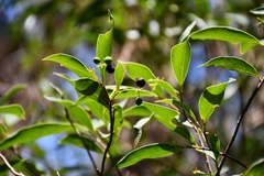 Daphnopsis ficina
