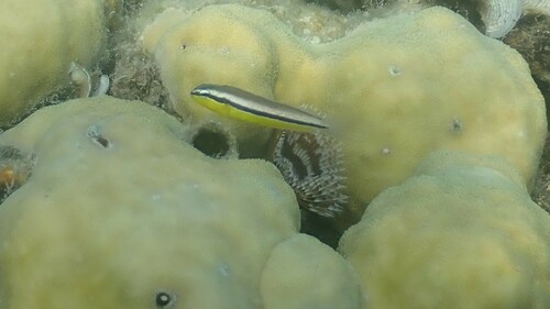 Meiacanthus geminatus observed 2024-04-22