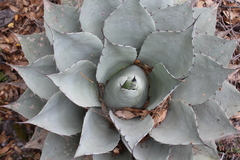 Agave ovatifolia