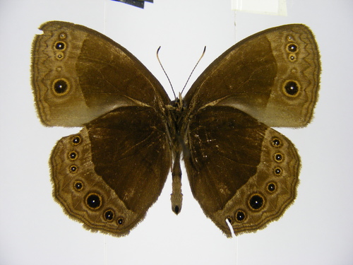 Sophrosyne