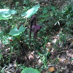 Amorphophallus hirtus