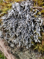 Hypogymnia enteromorpha