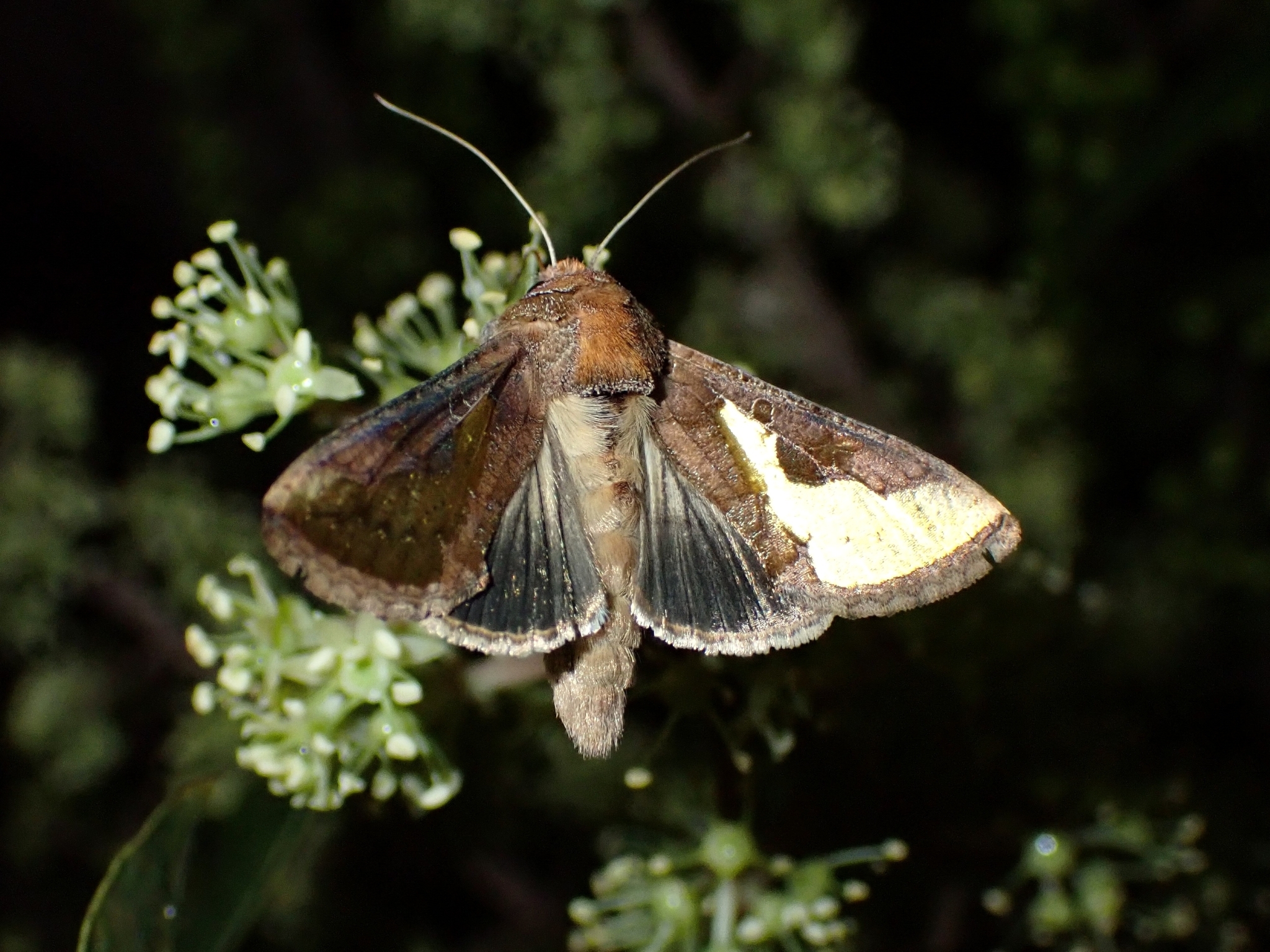 Thysanoplusia orichalcea