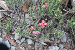 Scutellaria suffrutescens