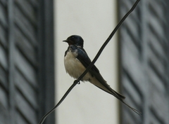 Hirundo rustica