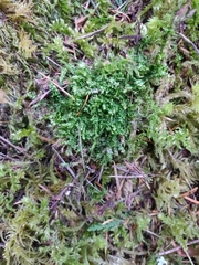 Plagiothecium denticulatum
