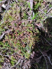 Plagiomnium venustum