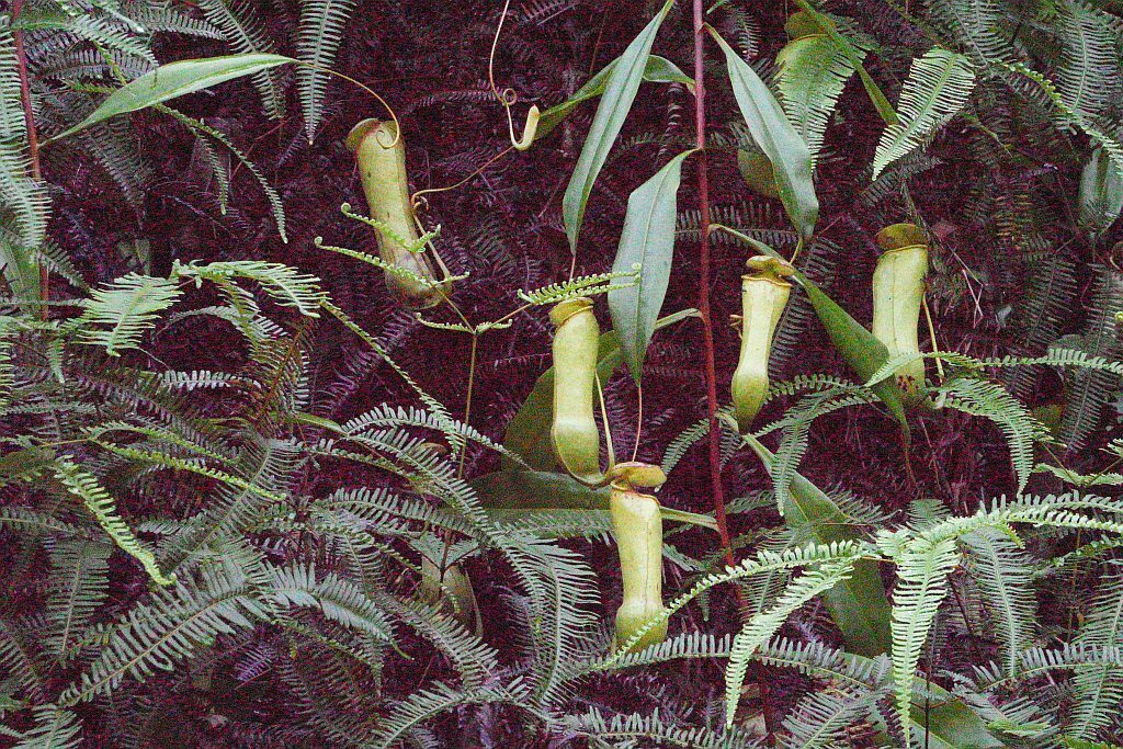 Nepenthes distillatoria L.