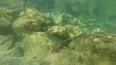 Epinephelus stoliczkae