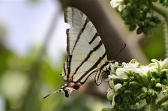 Protographium epidaus epidaus