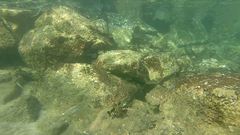 Epinephelus stoliczkae