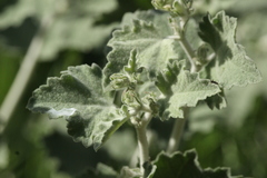 Malacothamnus fremontii