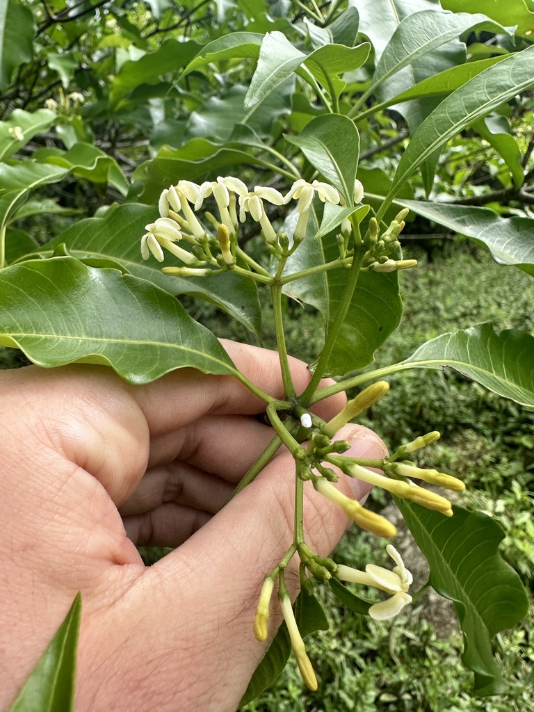 Rauvolfia steyermarkii