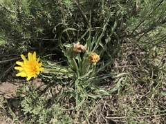 Nothocalais cuspidata