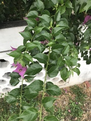 Bougainvillea