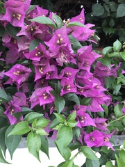 Bougainvillea