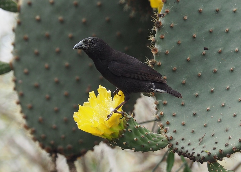 Common Cactus-Finch photo