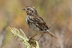 Passerculus sandwichensis beldingi