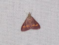 Pyrausta pseuderosnealis