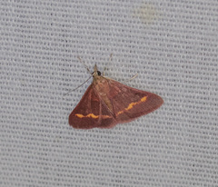 Pyrausta pseuderosnealis