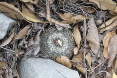 Mammillaria chionocephala