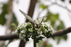Protographium epidaus epidaus