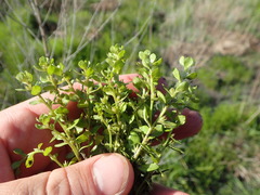Lysimachia minima
