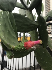 Opuntia