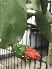 Opuntia