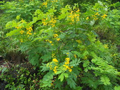 Senna pistaciifolia
