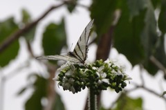 Protographium epidaus epidaus
