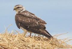 Swainson's Hawk photo 2