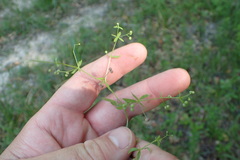 Galium obtusum