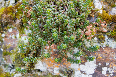 Sedum brevifolium