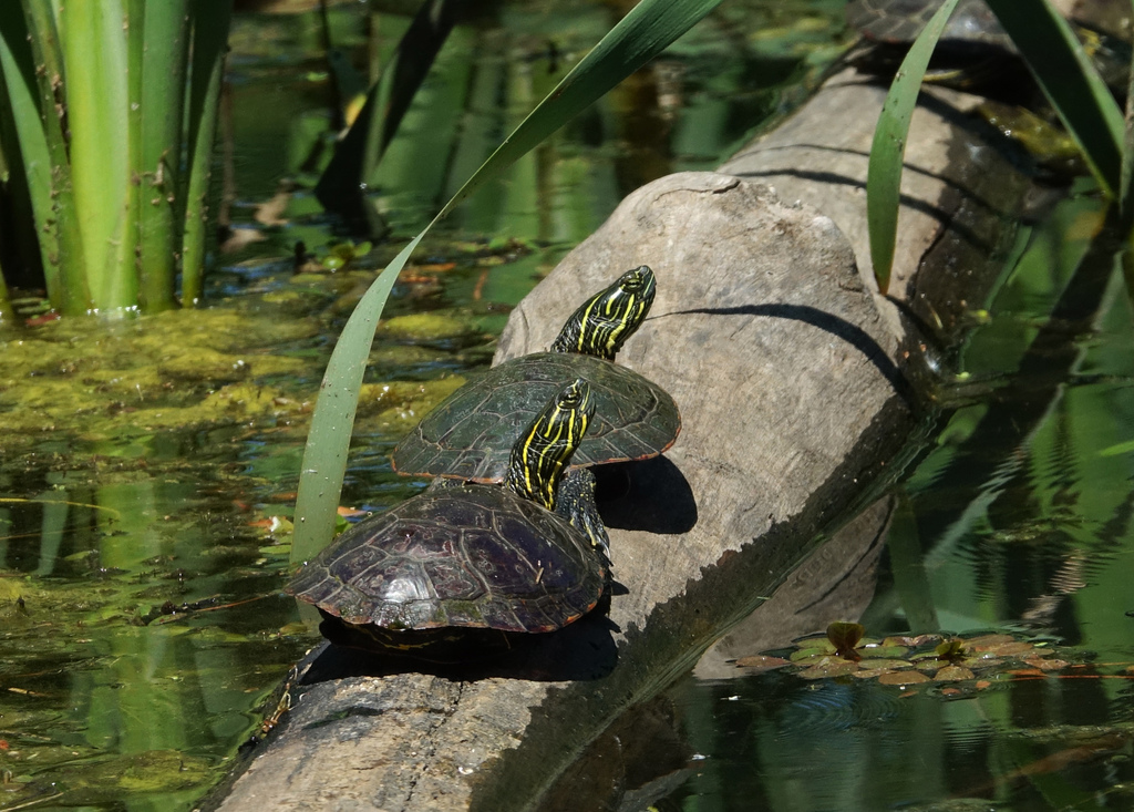 Painted Turtle from Clarion Woods Park on May 9, 2024 at 02:20 PM by ...